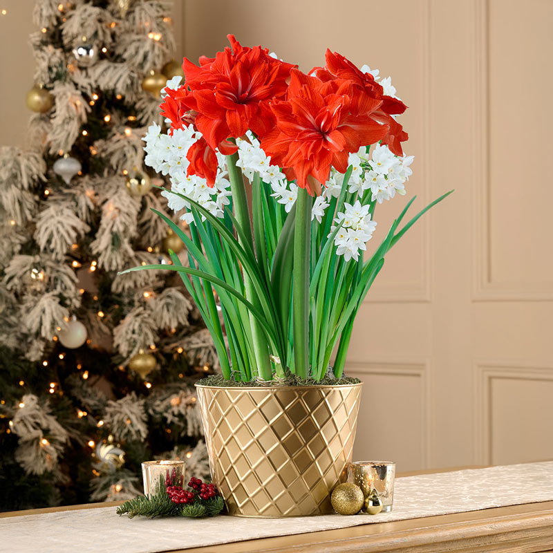 Amaryllis and Paperwhites Seeds